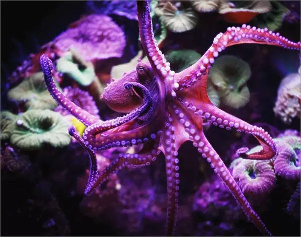 Octopus; Israel
