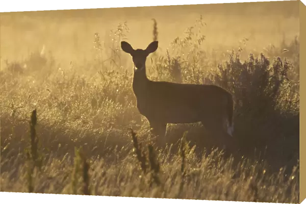 Mule Deer Backlit At Sunrise In Grasslands National Park; Saskatchewan, Canada