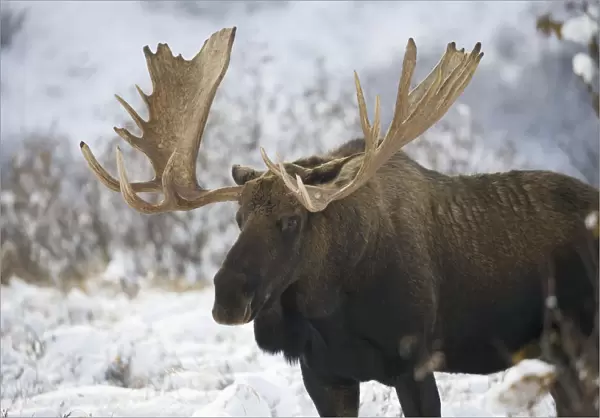 Bull moose (alces alces) in the chugach mountains; Alaska, united states of america