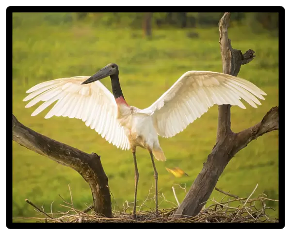 Jabiru stork (jabiru mycteria) spreads its wings on a nest; Pantanal brazil