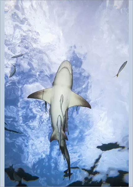 Grand Bahamas, West End, Lemon Shark (Negaprion Brevirostris) Underwater With Remoras