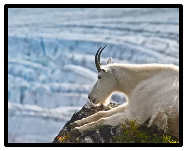 Close Up Of A Female Mountain Goat Lying On A Hillside With Exit Glacier In The Background, Southcentral Alaska, Summer