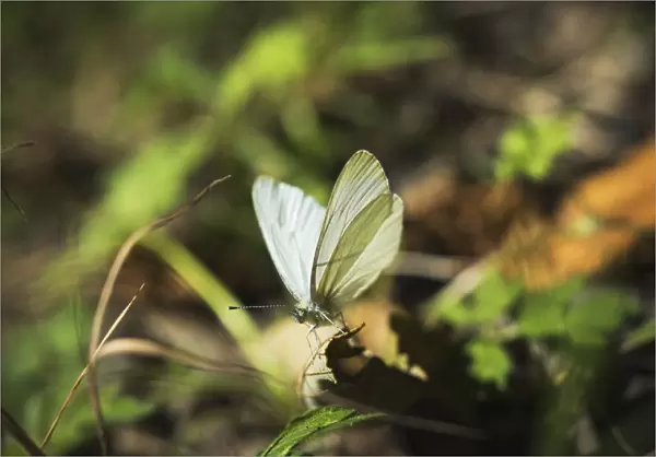A White Butterfly Rests On A Leaf; Elsie, Oregon, United States Of America