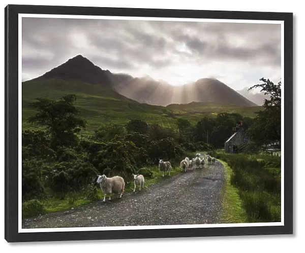 Sheep Walking Along A Road Early In The Morning With The Rising Sun Behind The Black Cuillin Ridge; Glen Brittle, Skye, Scotland