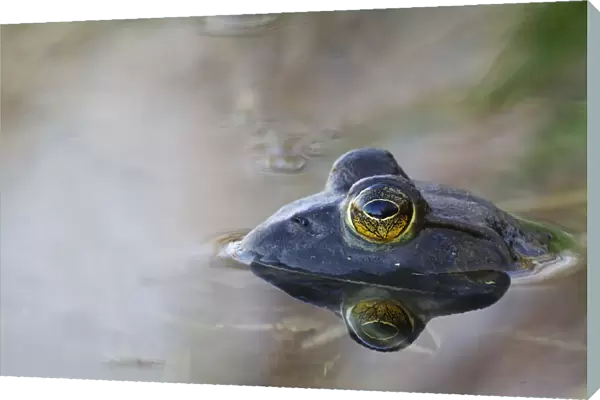 Close-Up Of American Bullfrog Partially Submerged In Water; Les Cedres, Quebec, Canada