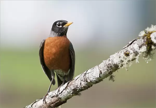 An American Robin Perches On A Branch; Astoria, Oregon, United States Of America