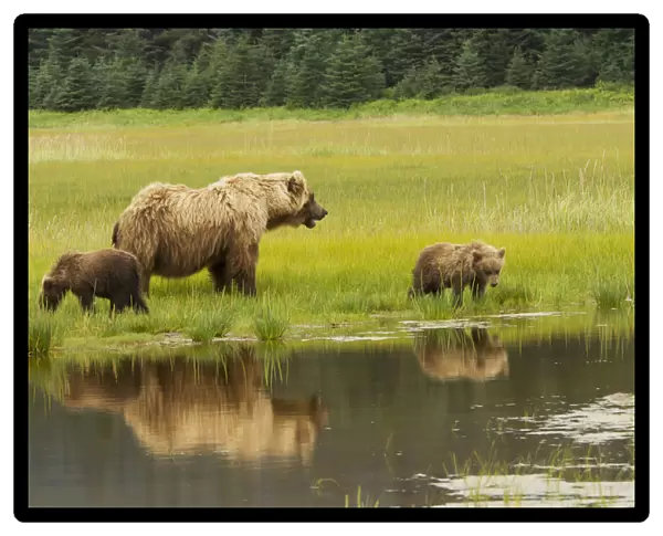 Adult Sow Grizzly Bear With Two Cubs, Silver Salmon Creek, Lake Clark National Park And Preserve, Southcentral Alaska