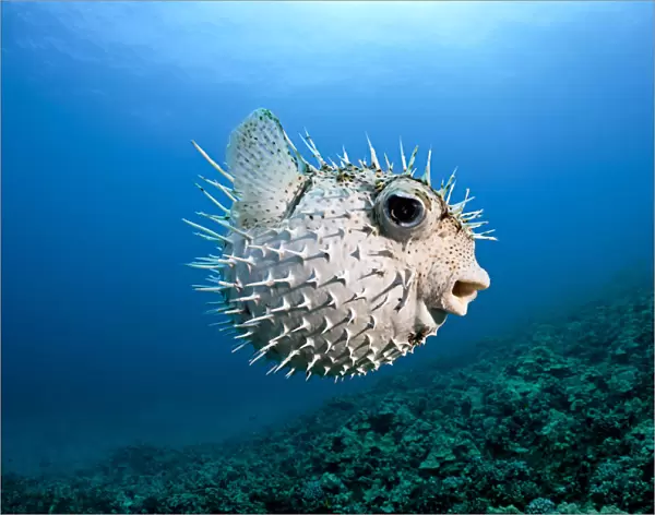 Hawaii, Maui, Spotted Porcupinefish (Diodon Hystrix) Swims Along The Ocean Floor