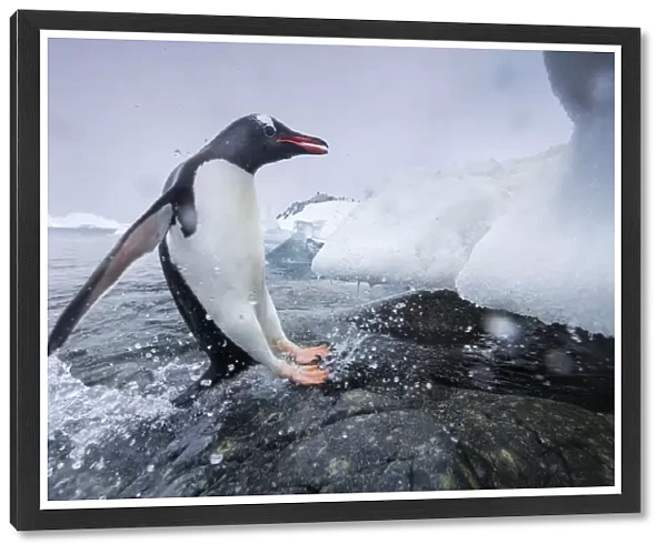 Antarctica, Cuverville Island, Gentoo Penguin (Pygoscelis Papua) Leaping From Water Onto Shoreline