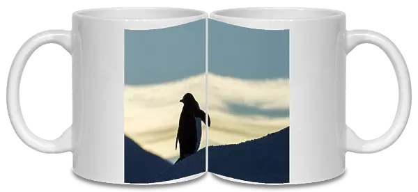 Antarctica, Anvers Island, Silhouette Of Gentoo Penguin (Pygoscelis Papua) Standing At Dusk In Rookery Near Port Lockroy