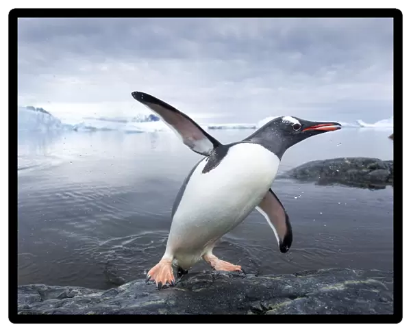 Antarctica, Cuverville Island, Gentoo Penguin (Pygoscelis Papua) Leaping From Ocean Onto Rocky Shoreline Near Rookery