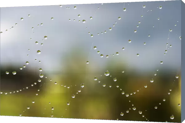 A Spiders Web Catches Rain Drops; Astoria, Oregon, United States Of America