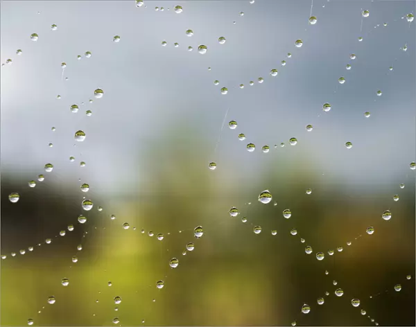 A Spiders Web Catches Rain Drops; Astoria, Oregon, United States Of America
