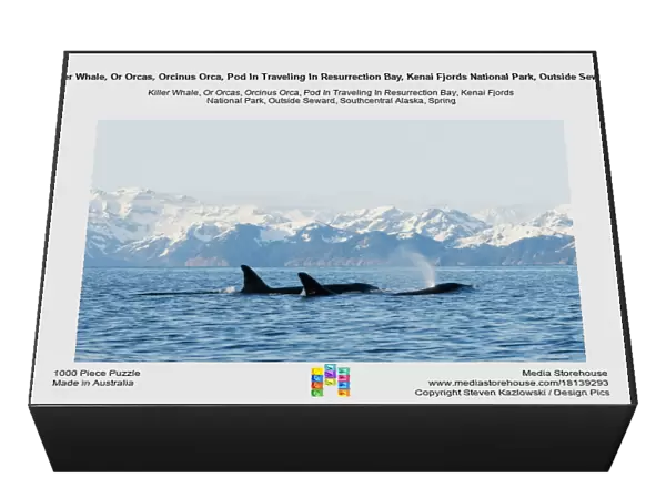 Killer Whale, Or Orcas, Orcinus Orca, Pod In Traveling In Resurrection Bay, Kenai Fjords National Park, Outside Seward, Southcentral Alaska, Spring