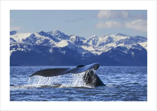 View Of Humpback Whale Lifting Its Tail As It Dives Under The Surface At Sunset, Inside Passage, Southeast Alaska