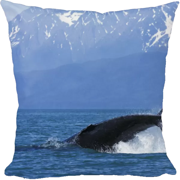 A Humpback Whale Calf Frolicks In Lynn Canal Near Berners Bay, Inside Passage, Alaska