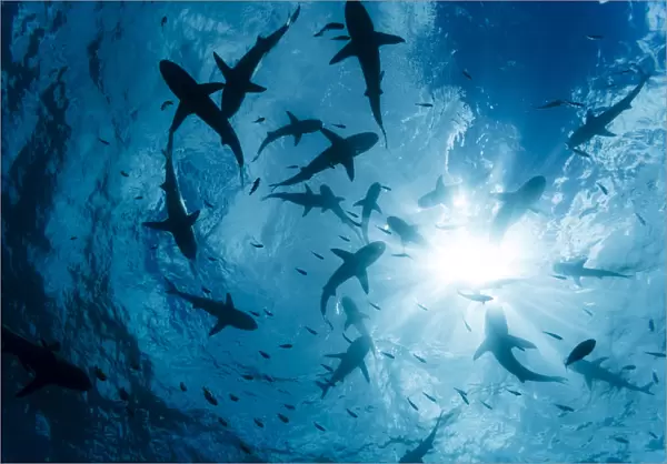 School Of Grey Reef Sharks (Carcharhinus Amblyrhynchos) At The Surface Of The Water Off The Island Of Yap; Yap, Micronesia
