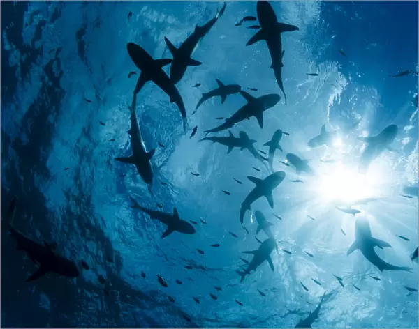 School Of Grey Reef Sharks (Carcharhinus Amblyrhynchos) At The Surface Of The Water Off The Island Of Yap; Yap, Micronesia