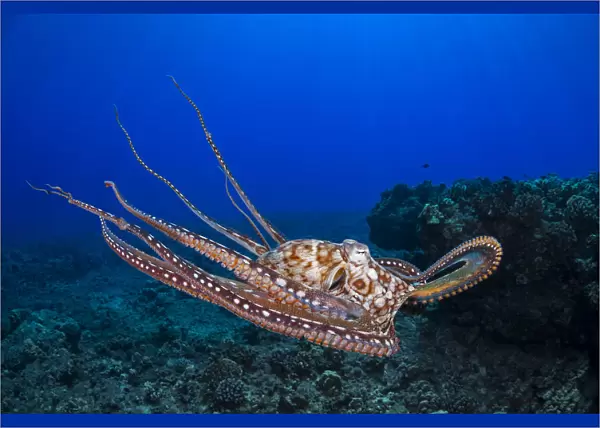 This View Shows The Eight Armed Cephalopod Free Swimming In Mid-Water, Day Octopus, (Octopus Cyanea); Maui, Hawaii, United States Of America