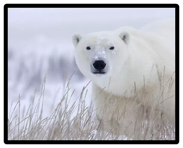 Polar Bear (Ursus Maritimus) Walking Through The Snow And Blizzard Near Churchill; Manitoba, Canada