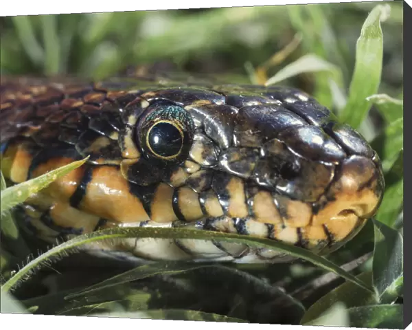 Horseshoe Whip Snake (Hemorrhois Hippocrepis); Tarifa, Cadiz, Andalusia, Spain