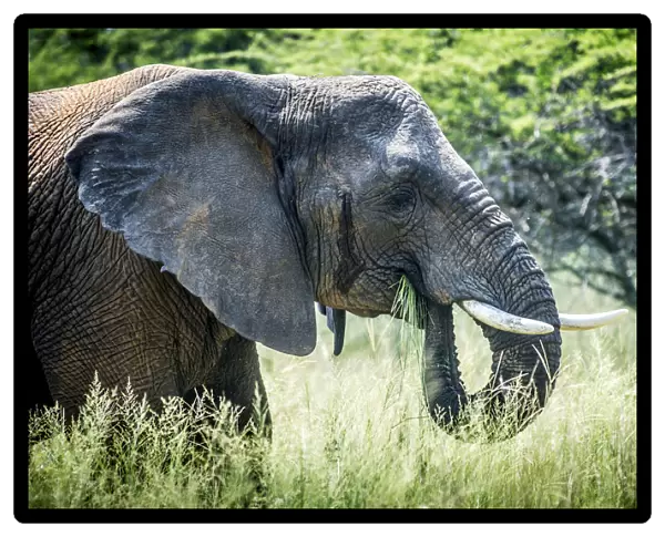 Elephant (Elephantidae) Feeding At Dinokeng Game Reserve; South Africa