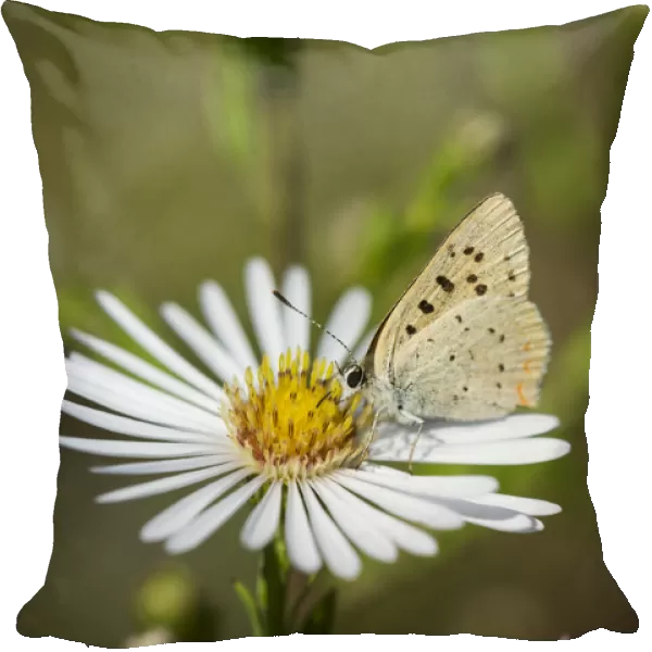 Copper Butterfly (Lycaenidae) Seeks Nectar From Aster Blossoms; Astoria, Oregon, United States Of America