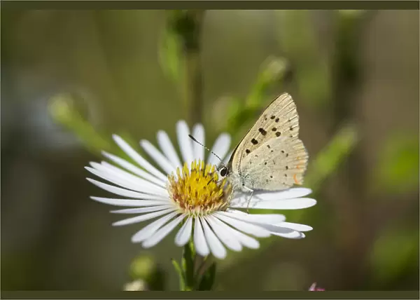 Copper Butterfly (Lycaenidae) Seeks Nectar From Aster Blossoms; Astoria, Oregon, United States Of America