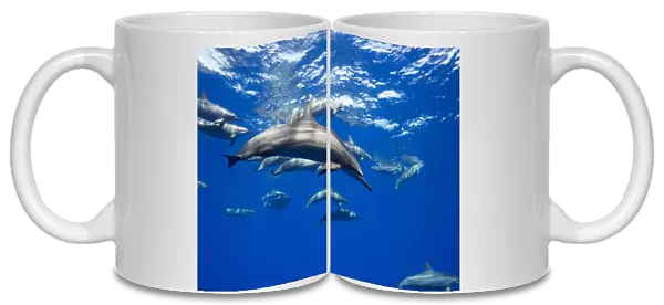 Spinner Dolphin (Stenella Longirostris) Travel In Large Groups Around The Island Of Hawaii; Hawaii, United States Of America
