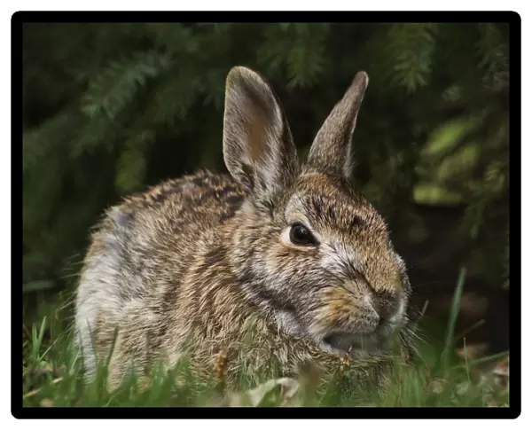 Cottontail Rabbit (Sylvilagus Floridanus); Les Cedres, Quebec, Canada