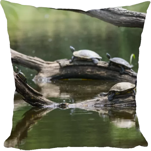 Painted Turtles (Chrysemys Picta) Sunbathing On Logs In A Tranquil Lake; Vian, Oklahoma, United States Of America