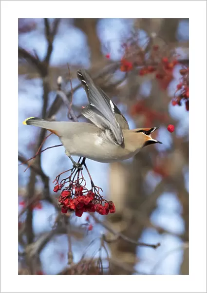 Bohemian Waxwing About To Catch A Falling Mountain Ash Berry, Anchorage, Southcentral Alaska, Winter