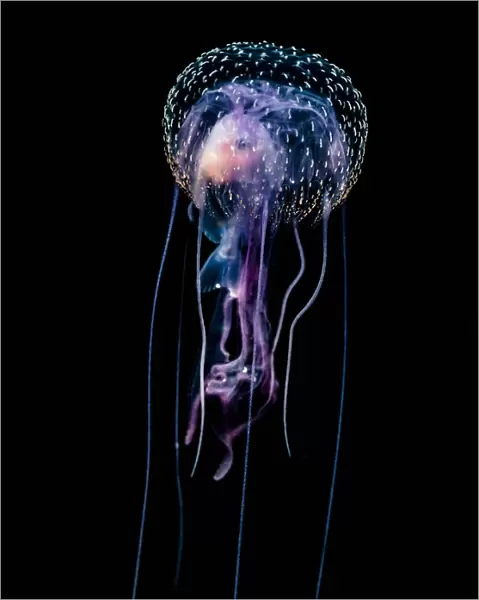Jellyfish (Pelagia Noctiluca) With Fish Prey Photographed During A Blackwater Scuba Dive Several Miles Offshore Of A Hawaiian Island At Night; Hawaii, United States Of America