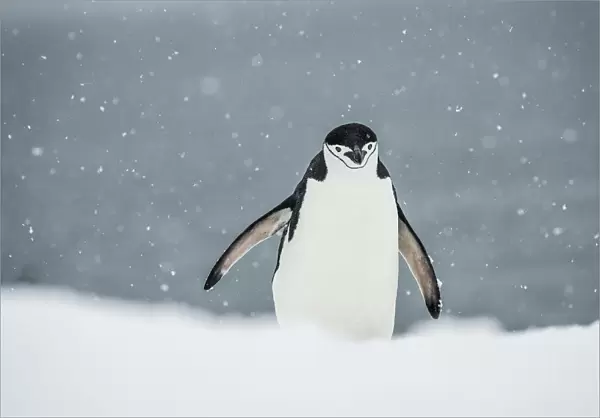 Chinstrap Penguin (Pygoscelis Antarctica) In A Snowfall; Half Moon Island, South Shetland Islands, Antarctica