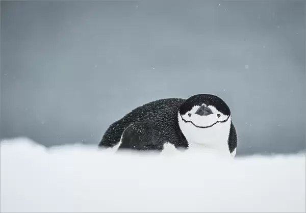 Chinstrap Penguin (Pygoscelis Antarctica) On Belly; Half Moon Island, South Shetland Islands, Antarctica