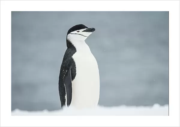 Chinstrap Penguin (Pygoscelis Antarctica); Half Moon Island, South Shetland Islands, Antarctica