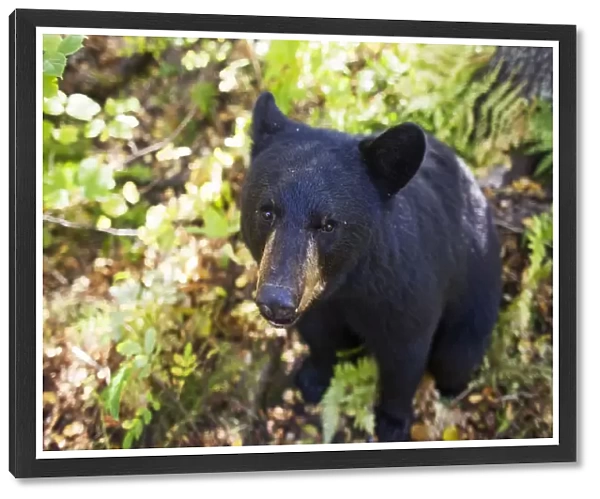 High Angle View Of A Black Bear (Ursus Americanus) Standing Among The Plants And Shrubs In A Forest, South-Central Alaska; Alaska, United States Of America