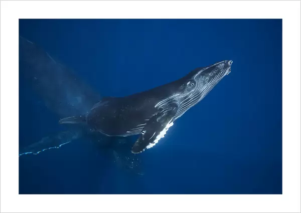 A Mother And Calf Pair Of Humpback Whales (Megaptera Novaeangliae) Off The Island Of Maui; Maui, Hawaii, United States Of America
