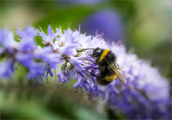 A Bee Resting On A Purple Flower; South Shields, Tyne And Wear, England