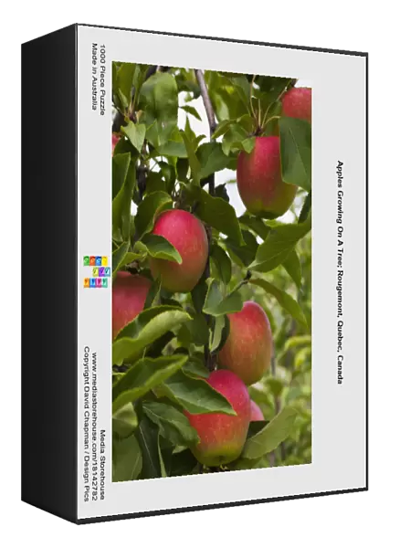 Apples Growing On A Tree; Rougemont, Quebec, Canada