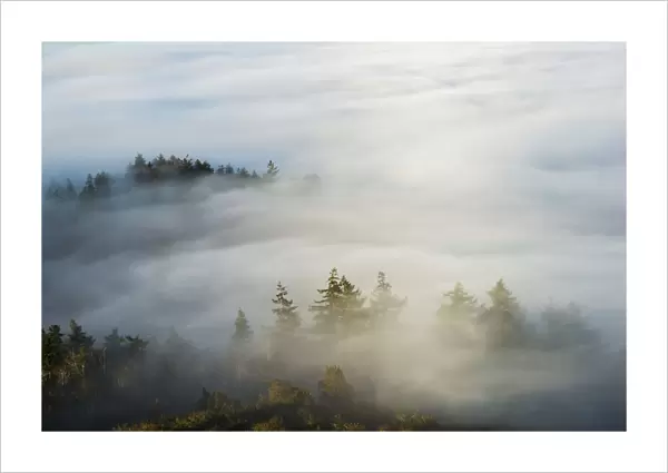 Morning Sun Lights Up The Fog; Astoria, Oregon, United States Of America