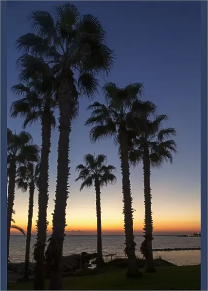 Silhouette Of Palm Trees At The Waters Edge With The Sun Setting Over The Sea; Paphos, Cyprus