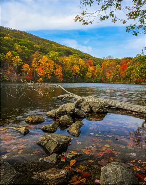 Autumn Foliage At Hessian Lake, Bear Mountain State Park; Bear Mountain, New York, United States Of America
