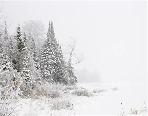 Snowy Winter Scene In The Algonquin Provincial Park; Ontario, Canada