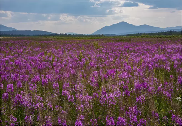 Fields Of Fireweed On A Summer Day In Coldfoot, Alaska