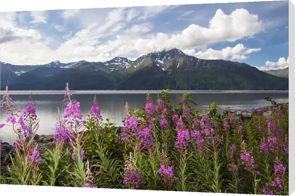 A Colourful Patch Of Fireweed (Chamerion Angustifolium) Stands Between The Seward Highway And The The Waters Of Turnagain Arm, Kenai Mountains In Background, South-Central Alaska; Alaska, United States Of America