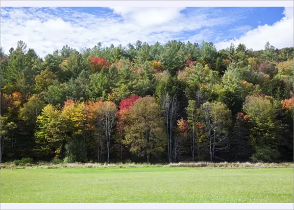 Colourful Trees In Autumn; Woodstock, Vermont, United States Of America