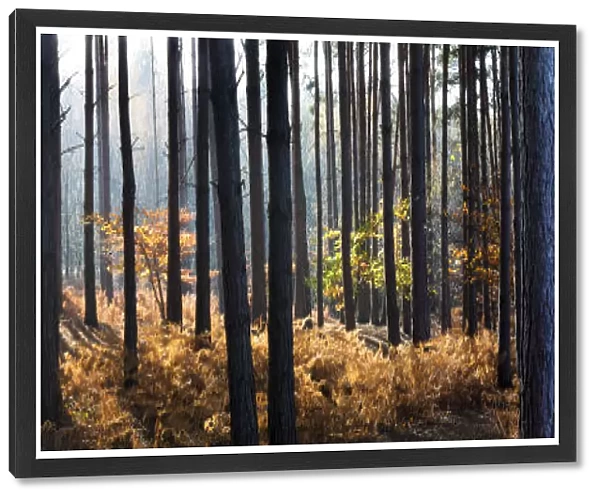 Panorama Of Pine Trees In A Forest; Surrey, England