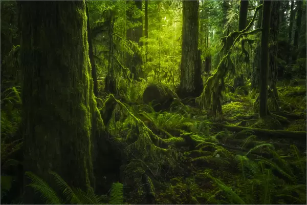 The Lush Rainforest Of Cathedral Grove, Macmillan Provincial Park, Vancouver Island; British Columbia, Canada