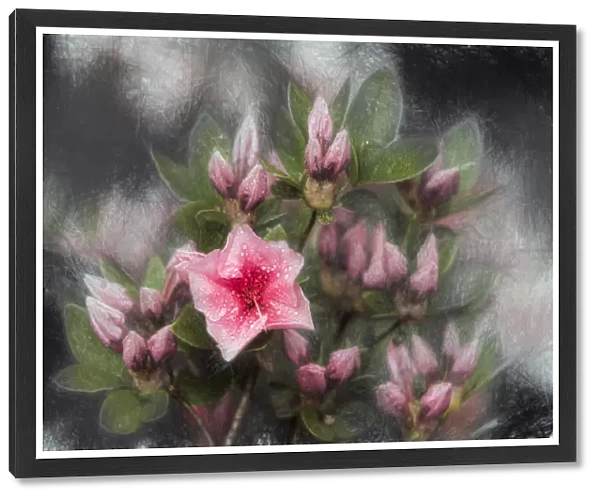 Weston Hybrid Azaleas (Rhododendron), pink Clusters Ericaceae, New York Botanical Garden; Bronx, New York, United States Of America